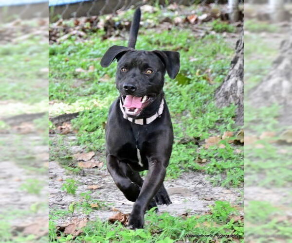 Medium Photo #2 Labrador Retriever-Unknown Mix Puppy For Sale in Ocala, FL, USA