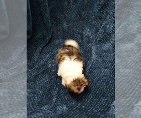 Medium Photo #9 Shih Tzu Puppy For Sale in THE WOODLANDS, TX, USA