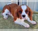 Small Photo #2 Cavalier King Charles Spaniel Puppy For Sale in Mountain View, MO, USA