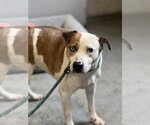 Small #4 American Staffordshire Terrier Mix