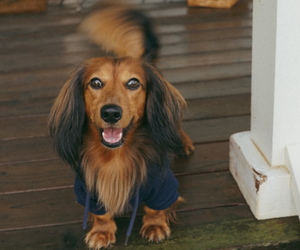 Father of the Dachshund puppies born on 07/13/2025