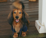 Small Photo #1 Dachshund Puppy For Sale in LODI, CA, USA