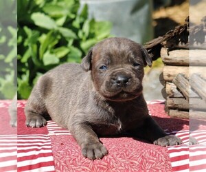 Medium Cane Corso