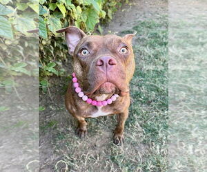 Gryffin - Female American Pit Bull Terrier-Unknown Mix Dog for Adoption - Photo #23