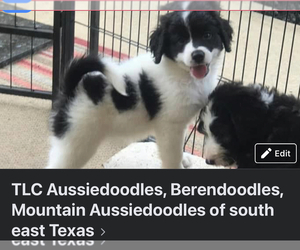 Miniature Bernedoodle Puppy for sale in GRAND SALINE, TX, USA