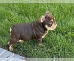 Small Photo #2 Bulldog Puppy For Sale in CORONA, CA, USA