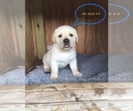 Puppy Zeus Labrador Retriever