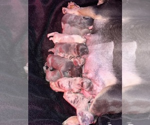 French Bulldog Litter for sale in HILTON, NY, USA