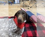 Small #1 German Shorthaired Pointer