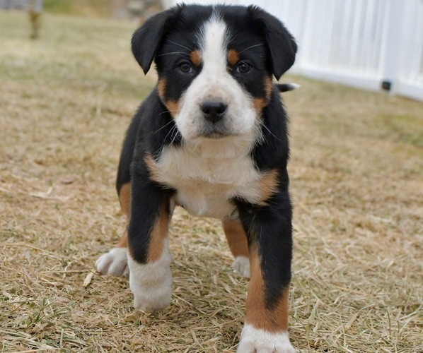 Medium Photo #2 Greater Swiss Mountain Dog Puppy For Sale in BELLEFONTE, PA, USA