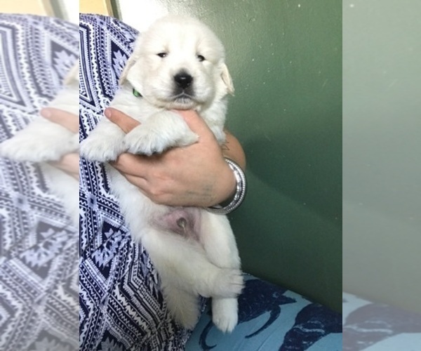 Medium Photo #82 English Cream Golden Retriever Puppy For Sale in NORTHWOOD, OH, USA