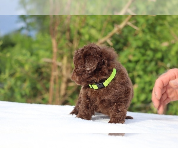 Medium Photo #25 ShihPoo Puppy For Sale in DYERSBURG, TN, USA