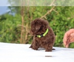 Small #24 ShihPoo