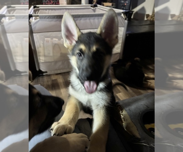 Medium Photo #6 German Shepherd Dog Puppy For Sale in SACRAMENTO, CA, USA