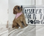 Small #2 Golden Retriever