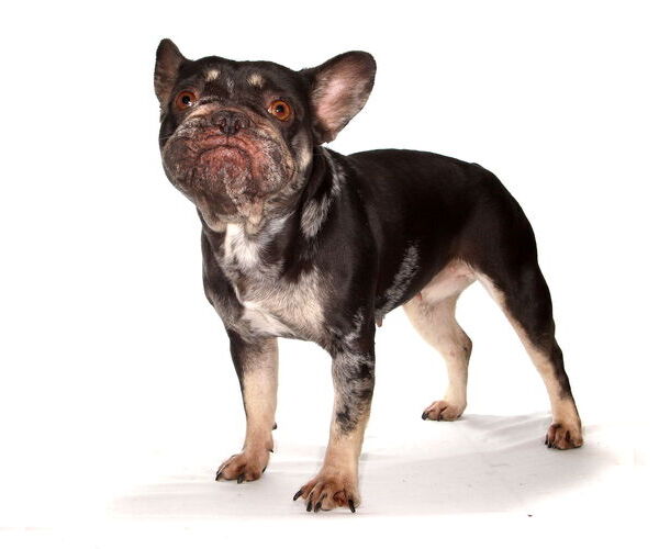 Medium Photo #2 French Bulldog-Unknown Mix Puppy For Sale in Oakland Park, FL, USA