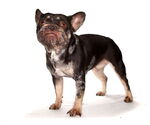 Small #1 French Bulldog Mix