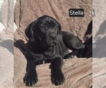 Small #1 Cane Corso