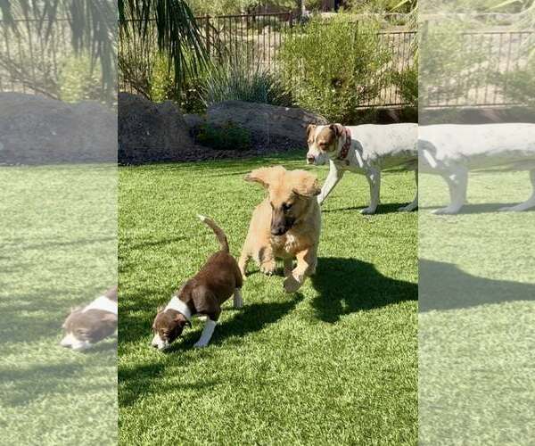 Medium Photo #4 Basset Retriever Puppy For Sale in Cave Creek, AZ, USA
