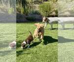 Small #3 Basset Retriever