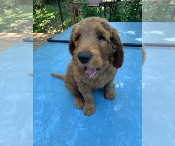 Medium Photo #2 Goldendoodle Puppy For Sale in FAIRWOOD, WA, USA