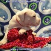 Small Photo #88 Dogo Argentino Puppy For Sale in JANE, MO, USA