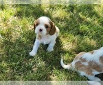 Small #4 Cavalier King Charles Spaniel