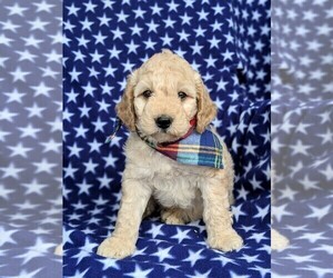 Goldendoodle-Poodle (Miniature) Mix Puppy for sale in KIRKWOOD, PA, USA