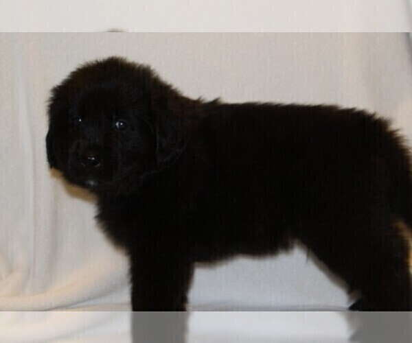 Medium Photo #4 Golden Newfie Puppy For Sale in HOLLYWOOD, MD, USA