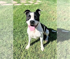 American Pit Bull Terrier-American Staffordshire Terrier Mix Dogs for adoption in phoenix, AZ, USA