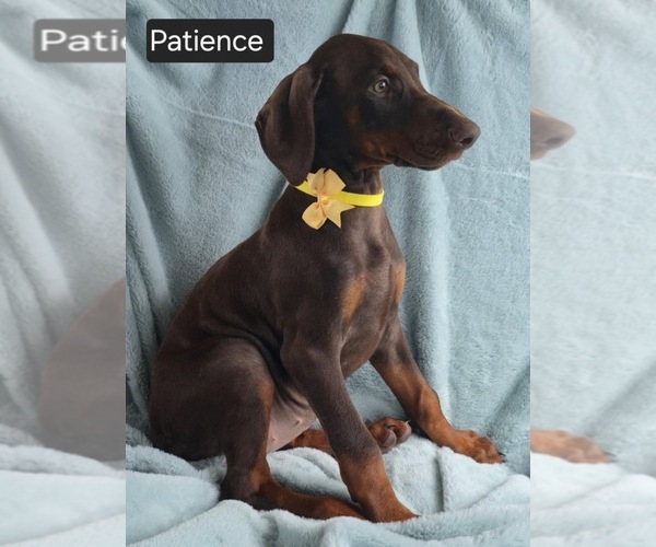 Medium Photo #6 Doberman Pinscher Puppy For Sale in POMEROY, OH, USA
