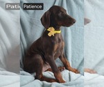 Small #5 Doberman Pinscher