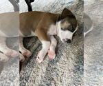 Small #1 Labrador Retriever Mix