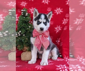 Siberian Husky Puppy for sale in EPHRATA, PA, USA