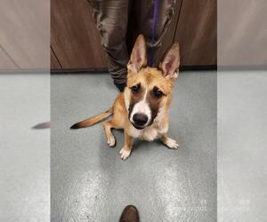 German Shepherd Dog-Unknown Mix Dogs for adoption in Baytown, TX, USA