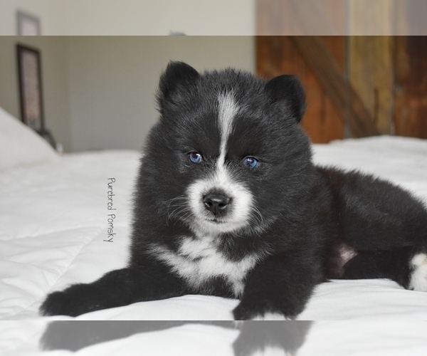 Medium Photo #3 Pomsky Puppy For Sale in KANSAS CITY, MO, USA