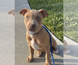 American Pit Bull Terrier-Weimaraner Mix Dogs for adoption in Menifee, CA, USA