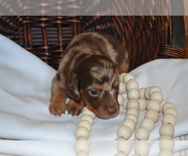 Medium Photo #3 Dachshund Puppy For Sale in GREENWOOD, WI, USA