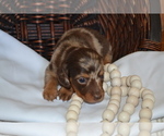 Small #2 Dachshund