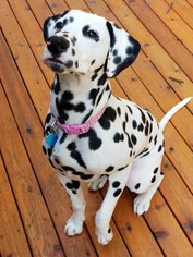 Dalmatian Puppy for sale in WOODINVILLE, WA, USA