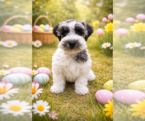 Medium Photo #4 Schnauzer (Miniature) Puppy For Sale in CONVERSE, TX, USA