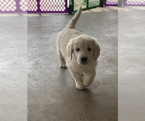 English Cream Golden Retriever Dog for Adoption in GEORGETOWN, Texas USA
