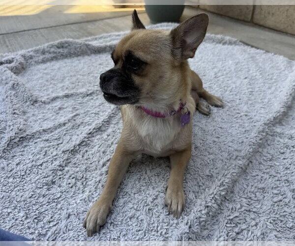 Medium Photo #2 Chug Puppy For Sale in Corona, CA, USA