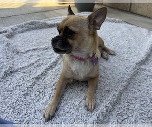 Lola - Female Chug Dog for Adoption - Photo #2
