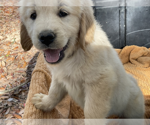 Medium Photo #5 Golden Retriever Puppy For Sale in CAMILLA, GA, USA