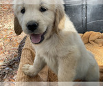 Small Photo #5 Golden Retriever Puppy For Sale in CAMILLA, GA, USA