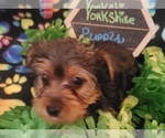 Small Photo #3 Yorkshire Terrier Puppy For Sale in AKRON, OH, USA