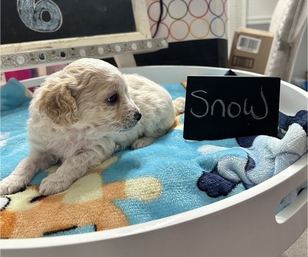 Medium Photo #11 YorkiePoo Puppy For Sale in MONTGOMERY VILLAGE, MD, USA
