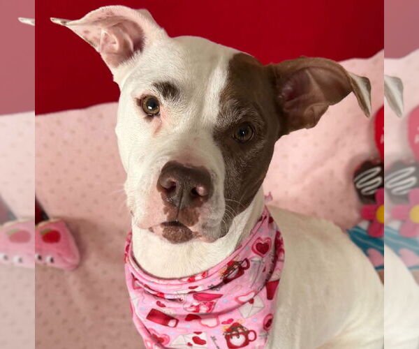 Medium Photo #5 Mutt Puppy For Sale in Jefferson, WI, USA