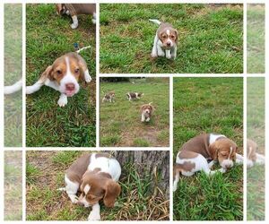 Beagle Puppy for sale in SMITHVILLE, TX, USA